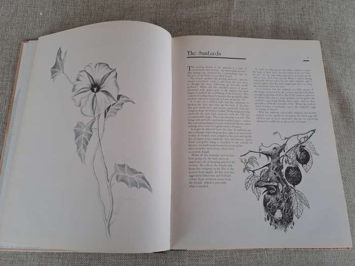African Wildlife Sketches  Signed copy