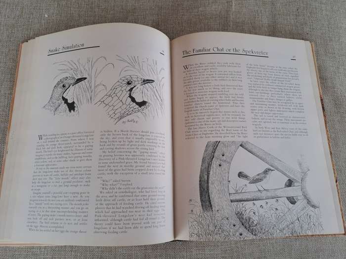 African Wildlife Sketches  Signed copy