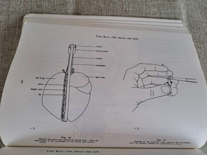 Guide to Dissection - HGQ Rowett