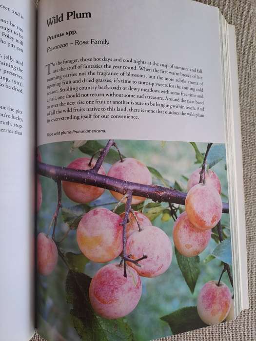 Natures Garden: A Guide to Identifying, Harvesting, and Preparing Edible Wild Plants