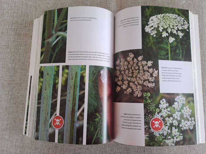 Natures Garden: A Guide to Identifying, Harvesting, and Preparing Edible Wild Plants