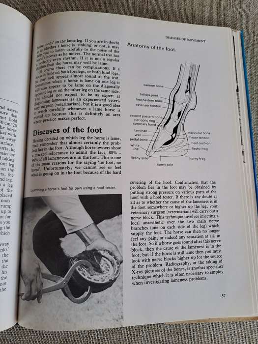 Horse Ailments and Health Care