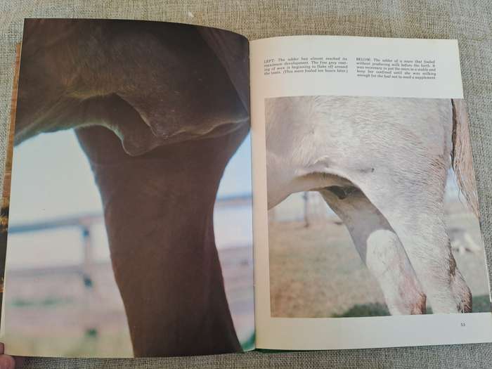Foaling - Brood Mare and Foal Management