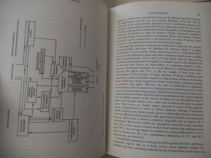 Animal Energetics - Tertiary Level Biology - Alan E Brafield , Michael J Llewellyn