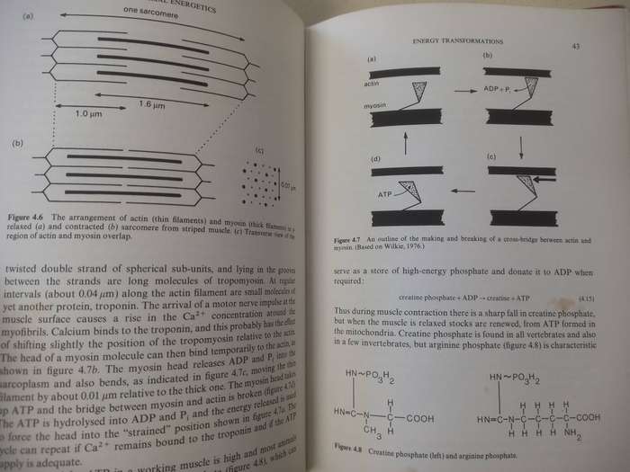 Animal Energetics - Tertiary Level Biology - Alan E Brafield , Michael J Llewellyn