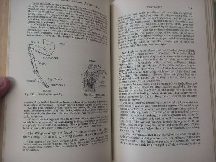 Animal Biology, Ninth Edition - A.J. Grove and G.E. Newell