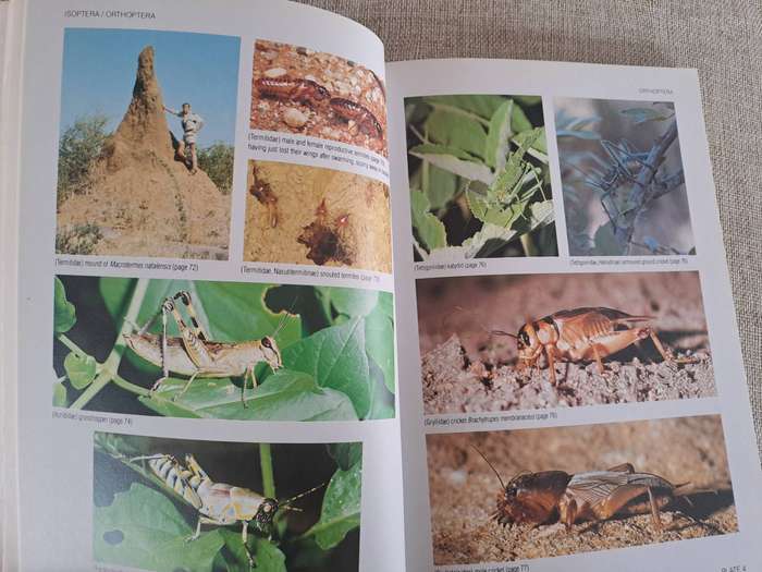 Field Guide to Insects of the Kruger National Park