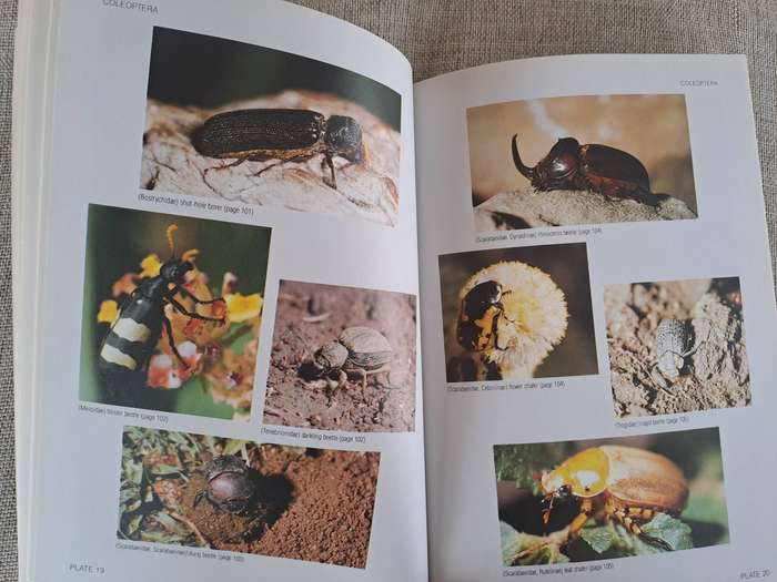 Field Guide to Insects of the Kruger National Park