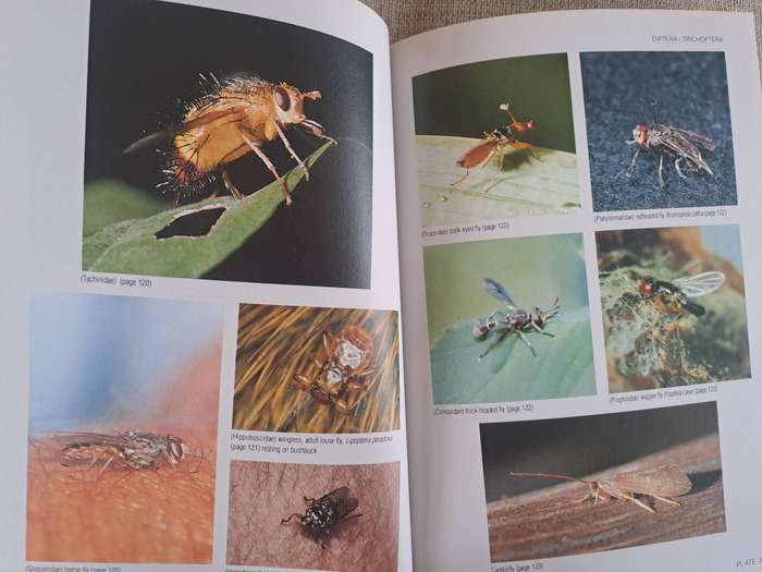 Field Guide to Insects of the Kruger National Park
