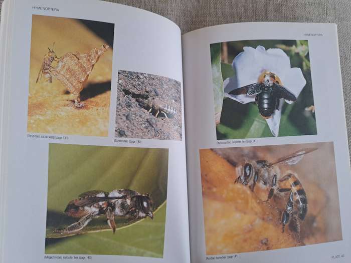 Field Guide to Insects of the Kruger National Park