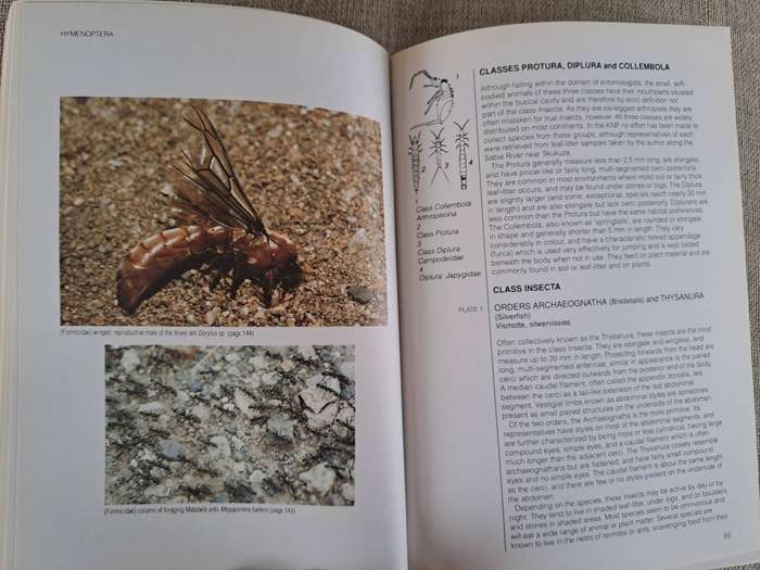 Field Guide to Insects of the Kruger National Park