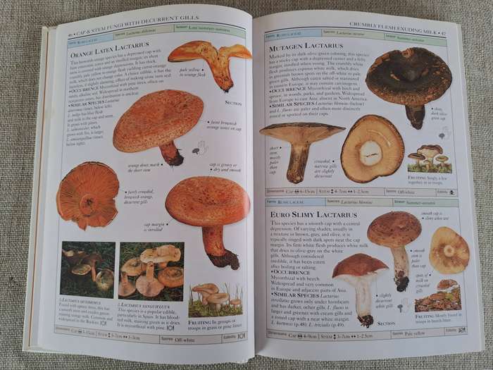 Mushrooms (Eyewitness Handbooks) - Thomas Laesse & Gary Lincoff