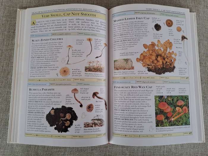 Mushrooms (Eyewitness Handbooks) - Thomas Laesse & Gary Lincoff