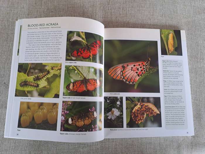 Gardening for Butterflies: Planning and Planting an insect-friendly garden in South Africa