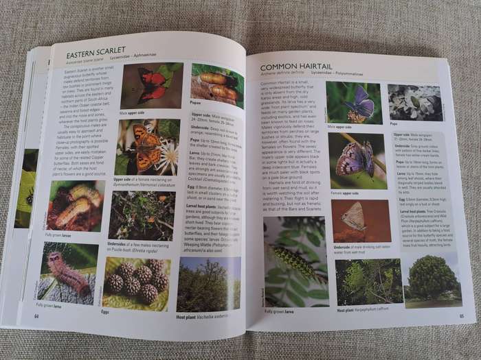 Gardening for Butterflies: Planning and Planting an insect-friendly garden in South Africa