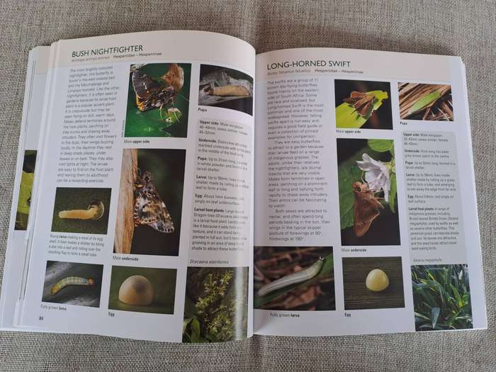 Gardening for Butterflies: Planning and Planting an insect-friendly garden in South Africa