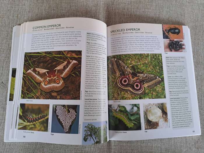 Gardening for Butterflies: Planning and Planting an insect-friendly garden in South Africa