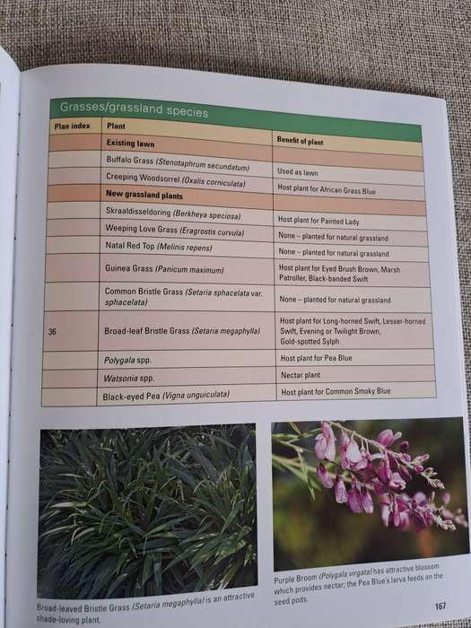 Gardening for Butterflies: Planning and Planting an insect-friendly garden in South Africa