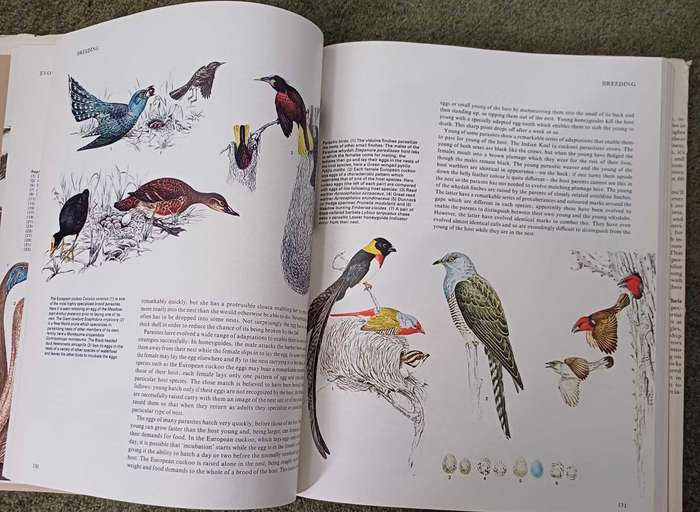 Birds - their life   their ways   their world