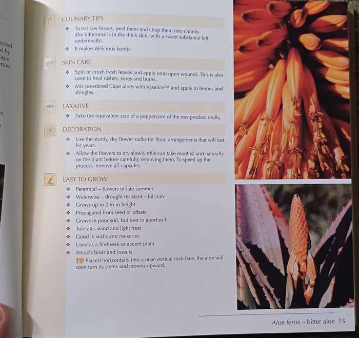 In celebration of Fynbos