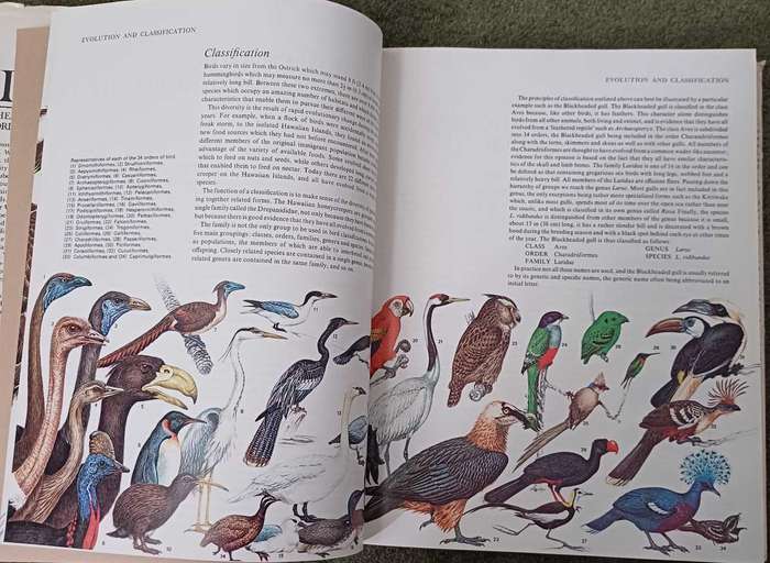 Birds - their life   their ways   their world