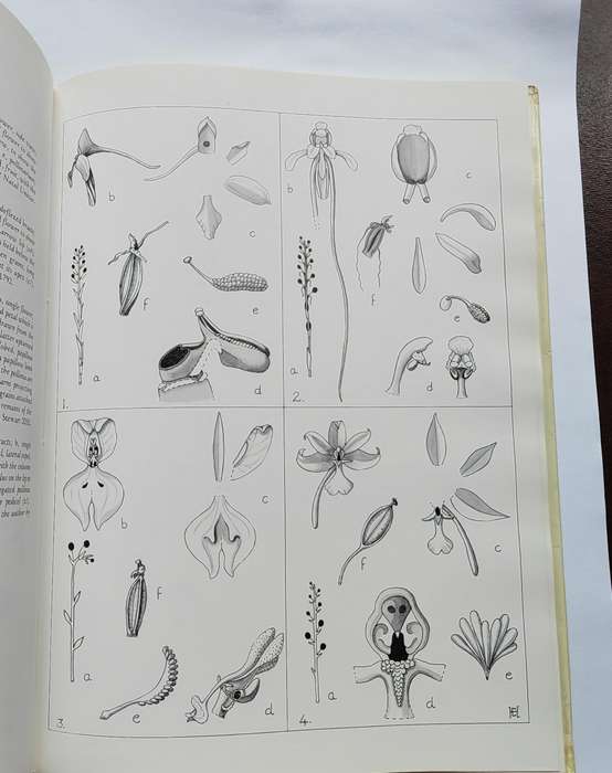 Orchids of Africa - J. Stewart & E.F. Hennessy