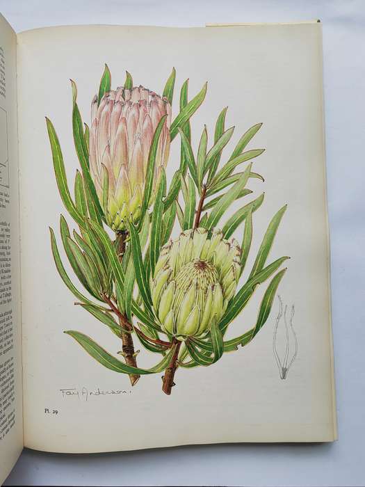 The Proteas of Southern Africa - J.P. Rouke
