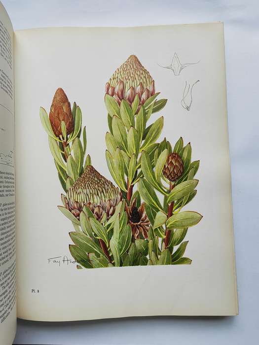 The Proteas of Southern Africa - J.P. Rouke