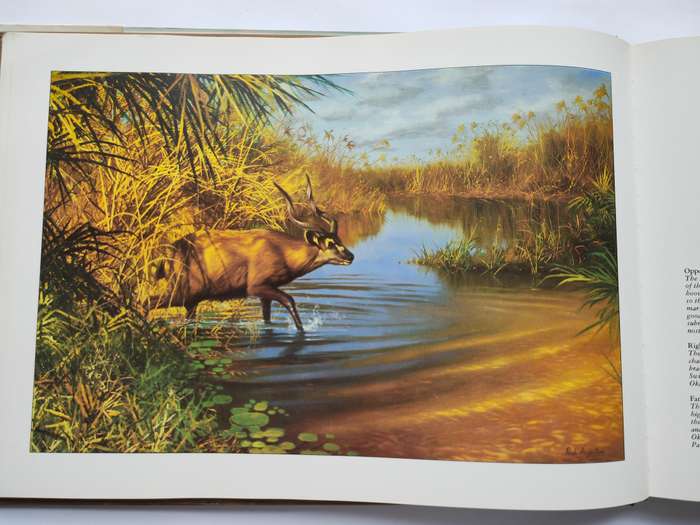 Botswana A Brush with the Wild by Paul Augustinus