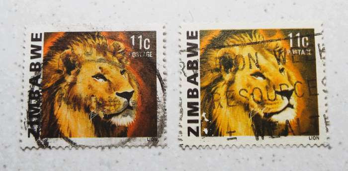 NORMAL AND YELLO LION 11c  ZIMBABWE