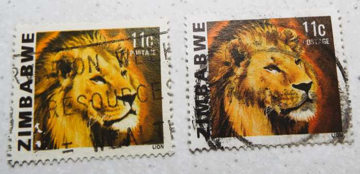 NORMAL AND YELLO LION 11c  ZIMBABWE