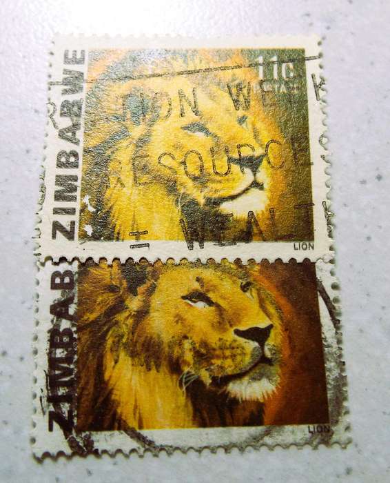 NORMAL AND YELLO LION 11c  ZIMBABWE