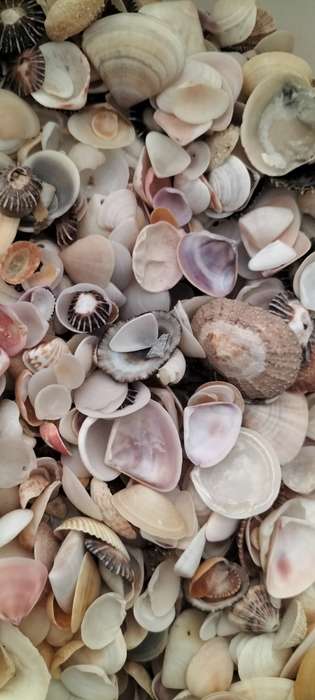 Massive 1Kg 1000Grams of Various Bivalve, Cockle, Limpet etc Shells for Jewelry and Crafts- (SH43)