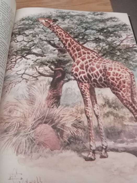 The Conservationists and the killers : John Pringle