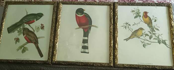 Set of 3 Bird Prints Framed