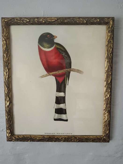 Set of 3 Bird Prints Framed