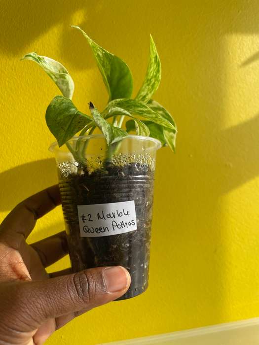 Marble Queen Pothos