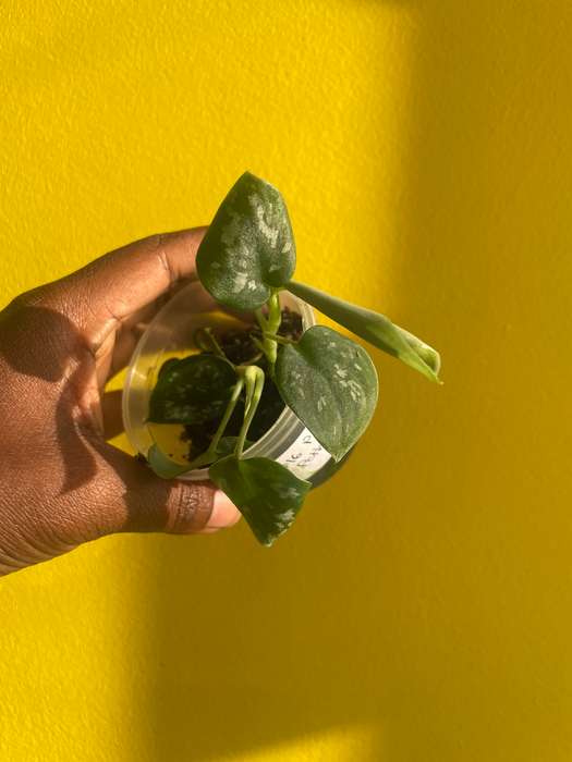 Pothos Pictus