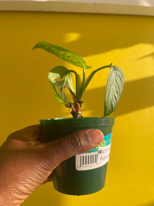 Monstera Adansonii