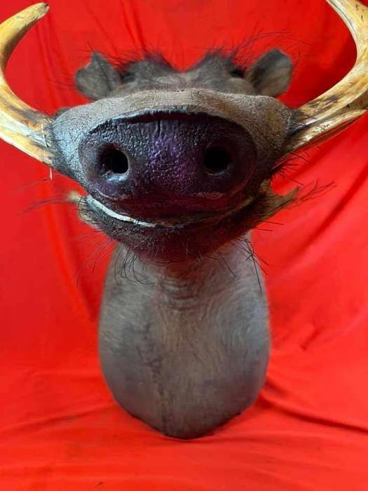 Warthog Head Wallhanger