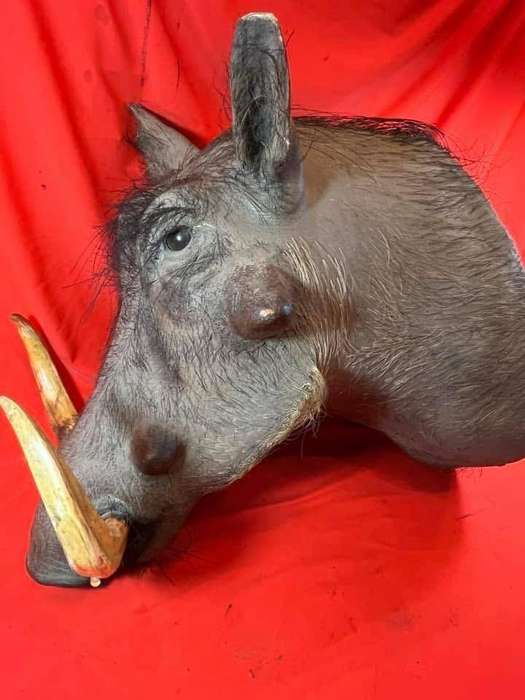 Warthog Head Wallhanger