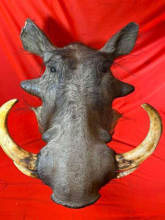 Warthog Head Wallhanger