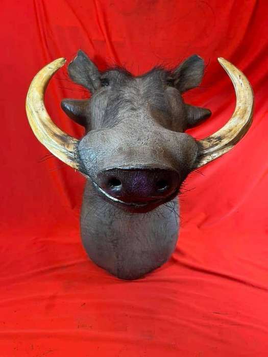 Warthog Head Wallhanger