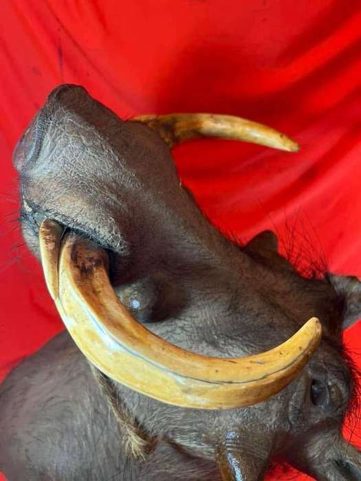 Warthog Head Wallhanger