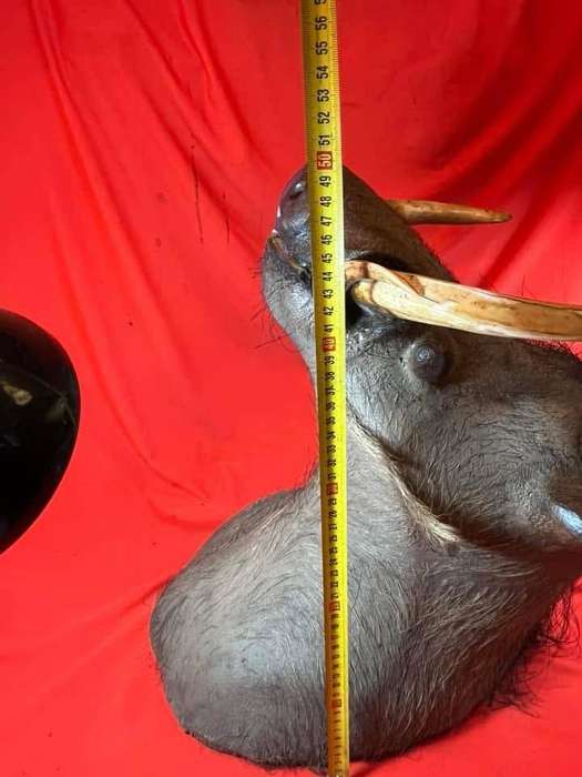Warthog Head Wallhanger