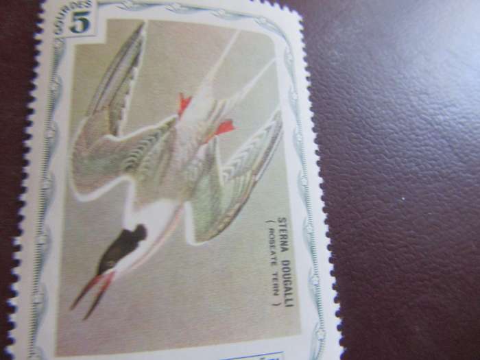 D'HAITI BIRDS - P16