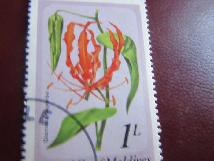 MALDIVES - P4