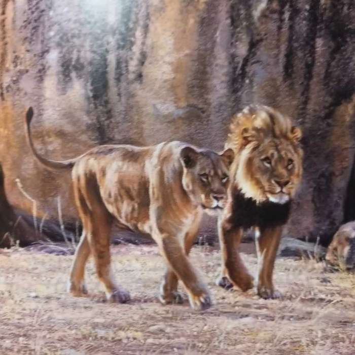 Cats of Africa. Bosman & Martin
