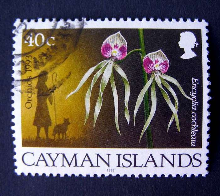 CAYMAN ISLANDS - Christmas: Orchids 1993 //Flowers