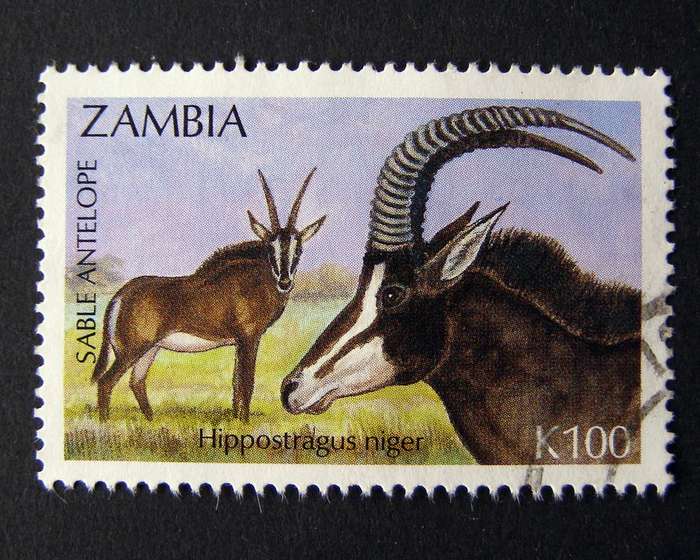 ZAMBIA - Antelope 1992